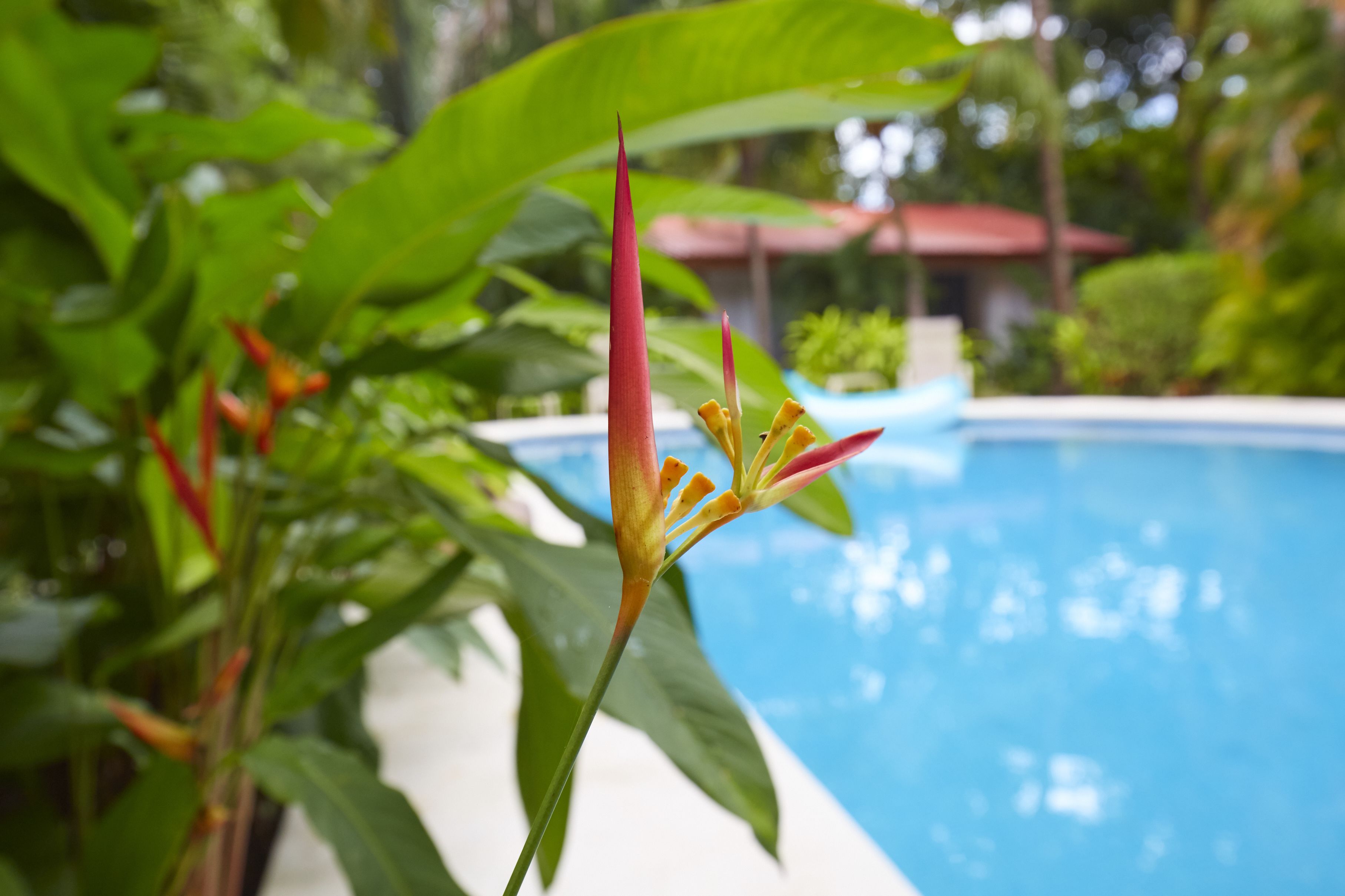 A pool surrounded by lush greenery and a building with a red roof in the background.