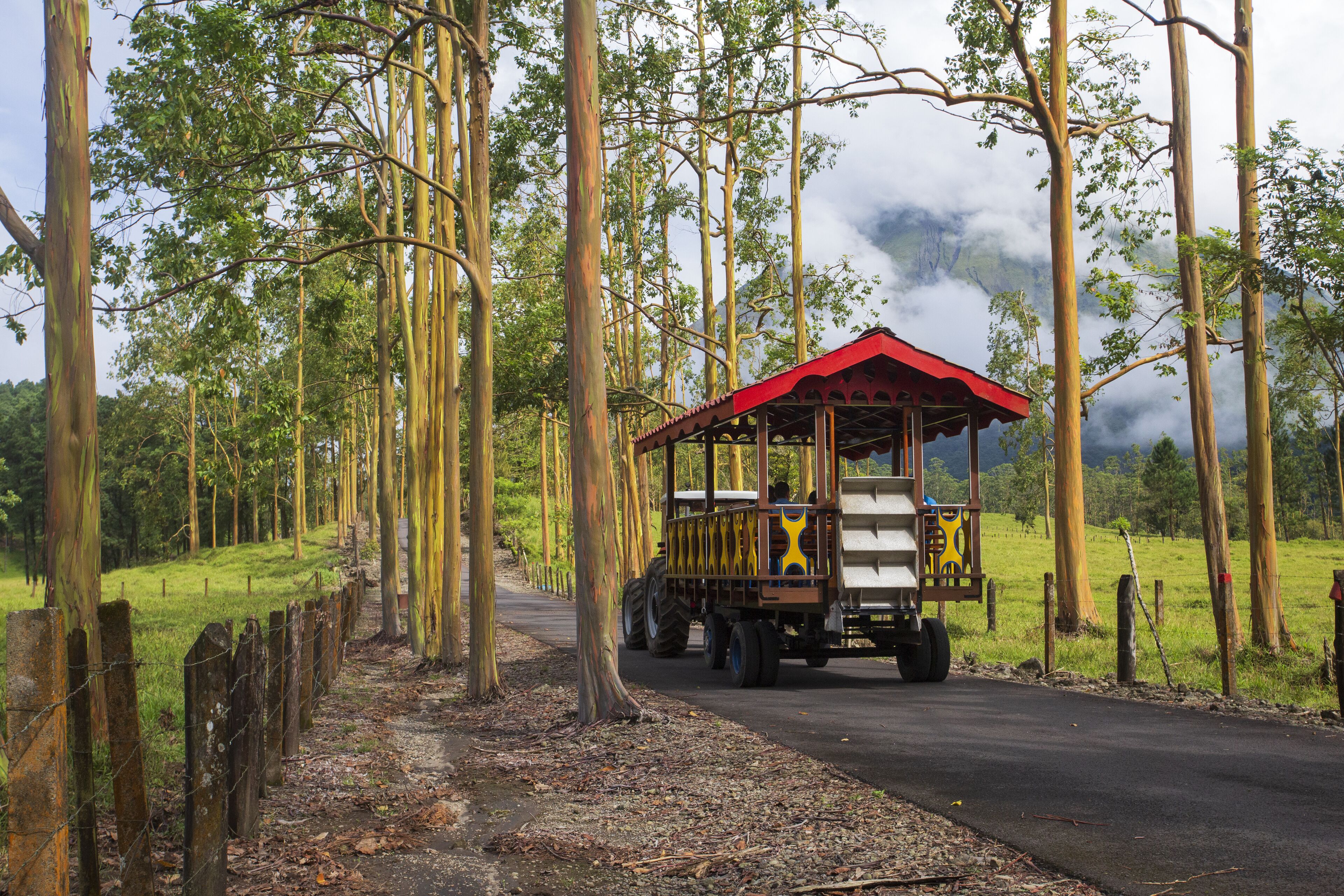 A wooden cart with a red roof traveling on a paved road surrounded by tall trees.