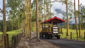 A wooden cart with a red roof traveling on a paved road surrounded by tall trees.