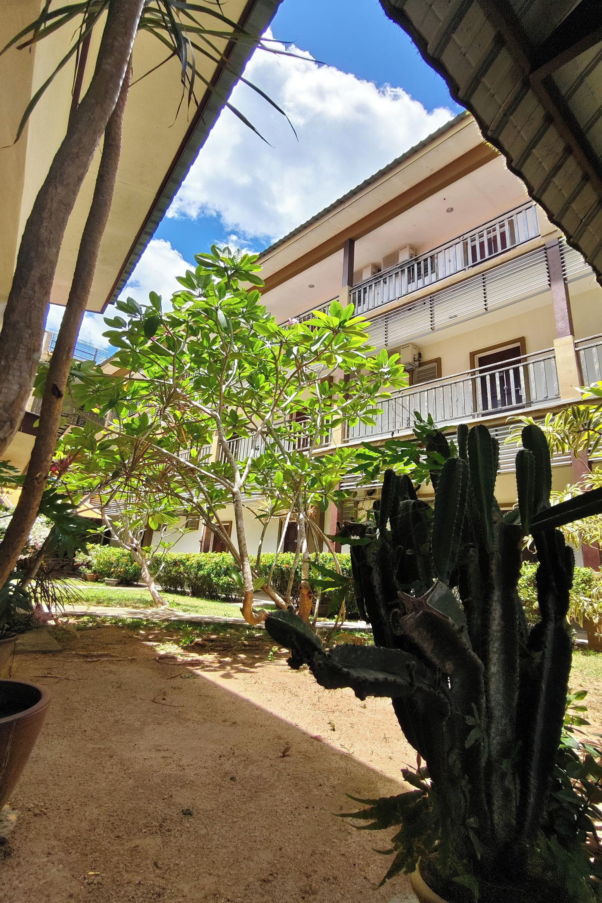 A courtyard with a tree, a cactus, and a building with balconies.