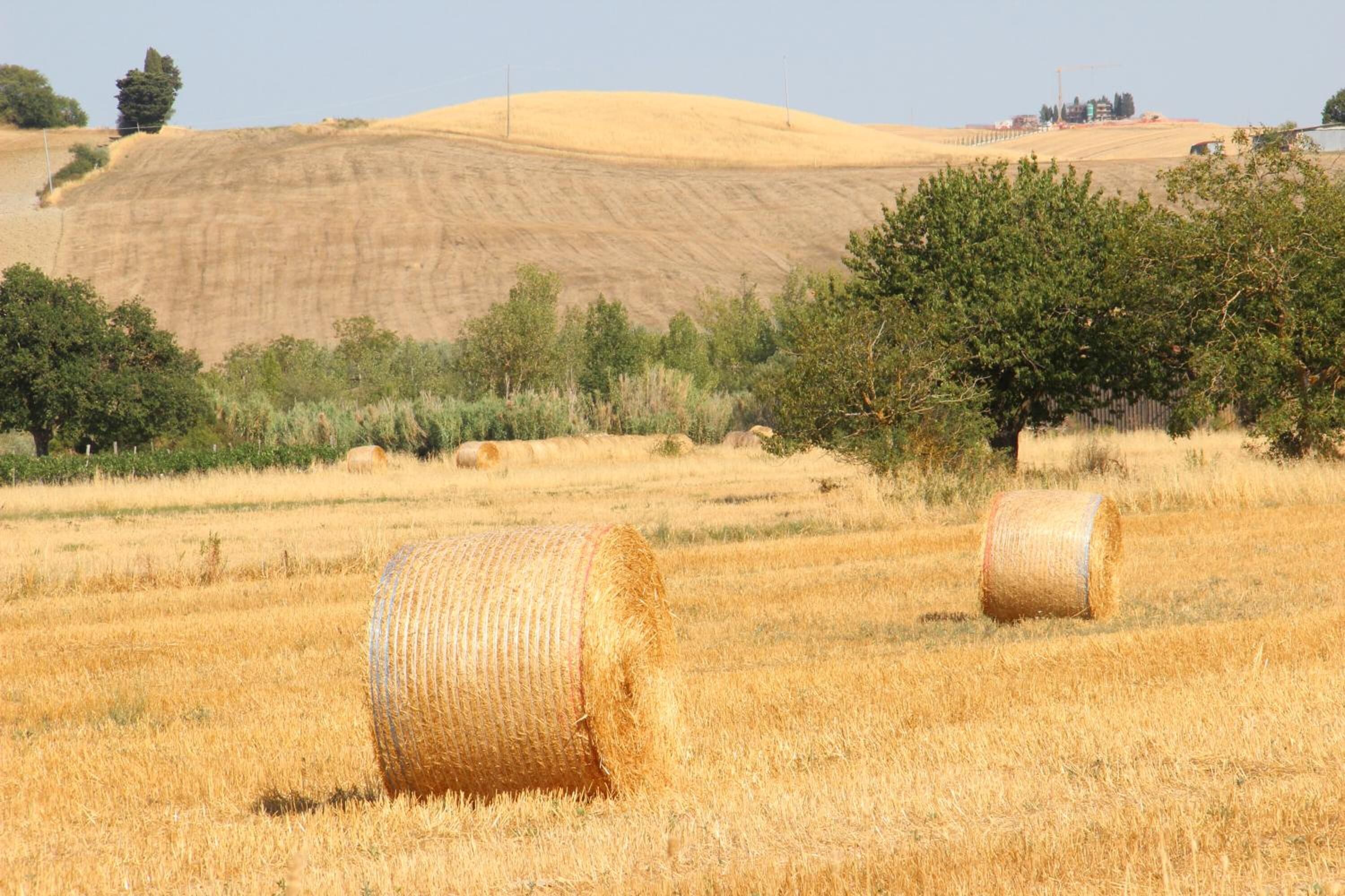 A field with hay bales and a hill in the background.