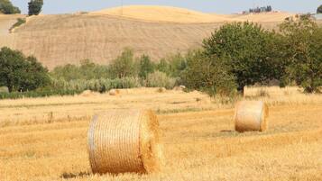 A field with hay bales and a hill in the background.