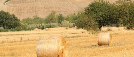 A field with hay bales and a hill in the background.