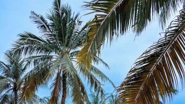 A poolside area with a thatched-roof hut, lounge chairs, and palm trees. - Coconut Garden Resort (Gili Trawangan)