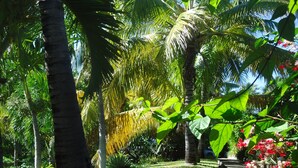Trädgård