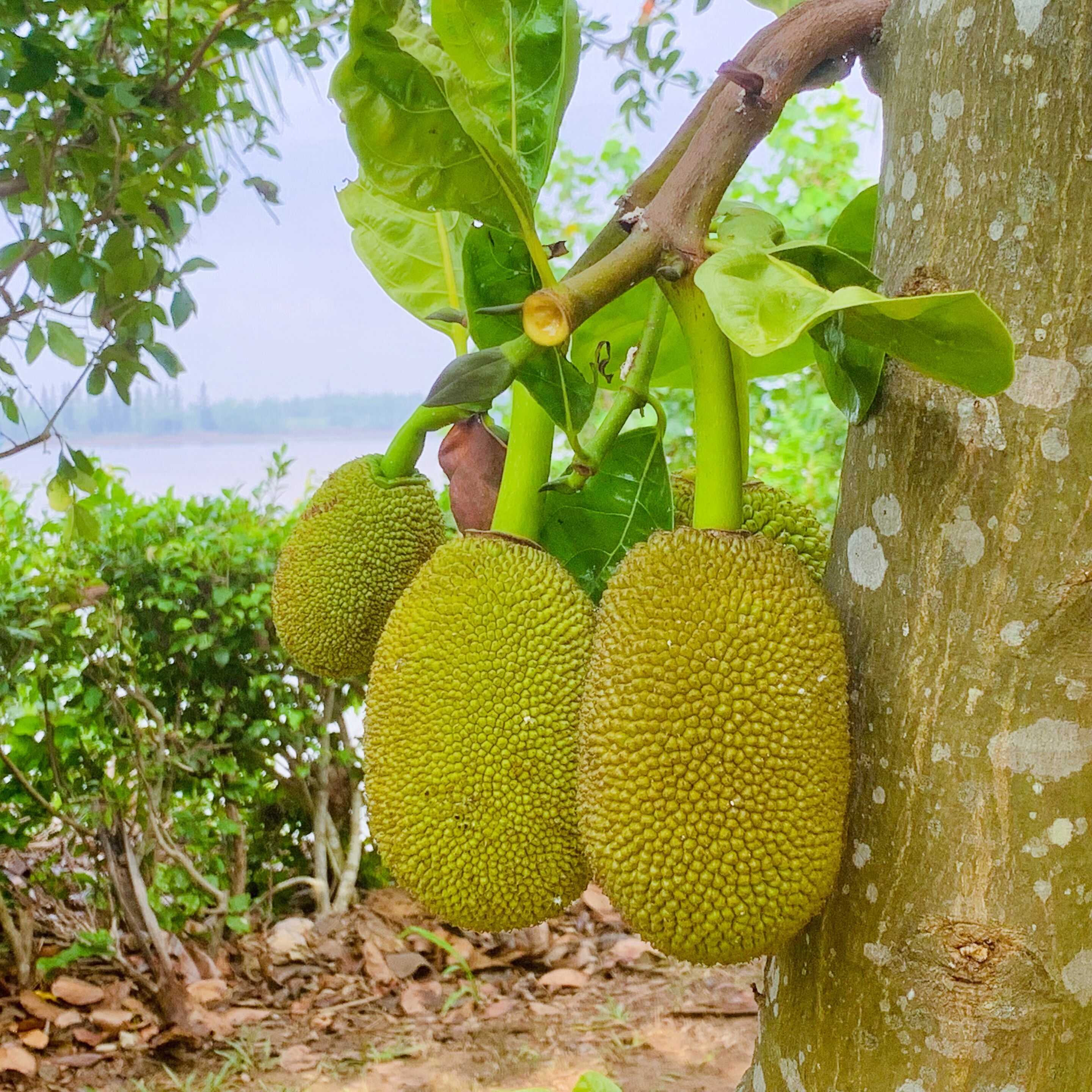 A tree with large, green, textured fruits hanging from its branches.