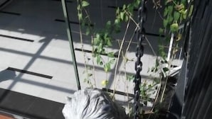 Una estatua de león sobre un pedestal, rodeada por una estructura metálica y plantas colgantes.
