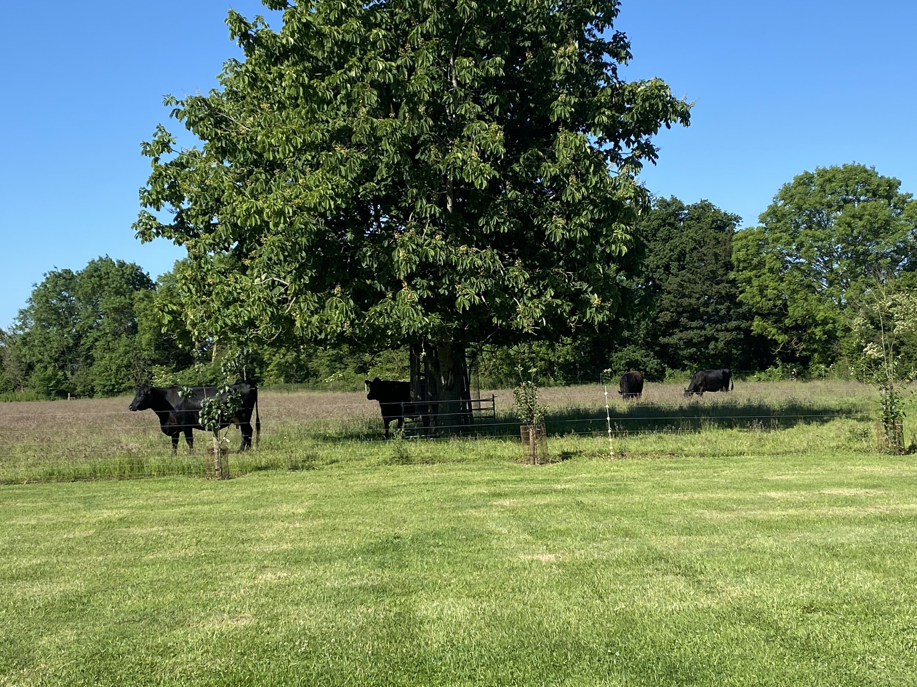Eine grüne Wiese mit einem großen Baum und mehreren grasenden Kühen.