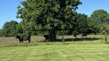 Eine grüne Wiese mit einem großen Baum und mehreren grasenden Kühen.