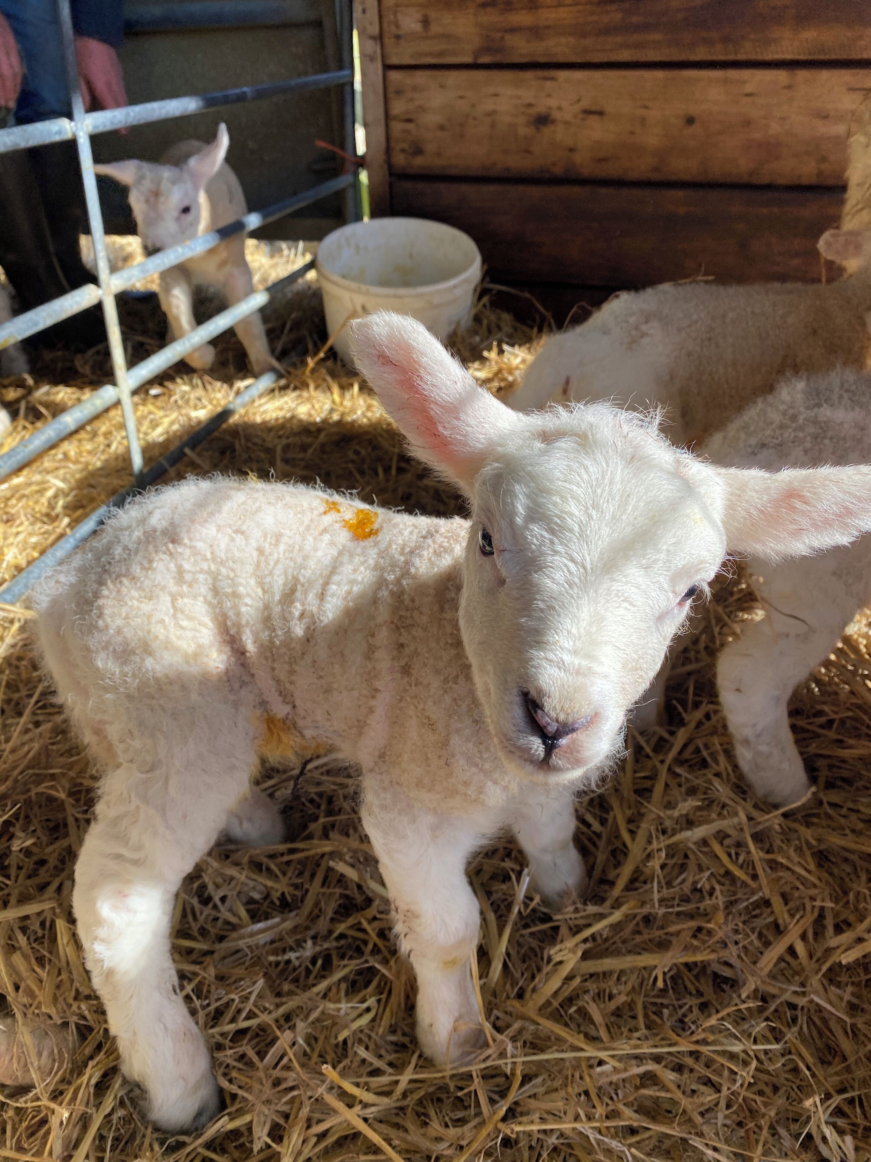 A lamb in a pen with hay on the ground.