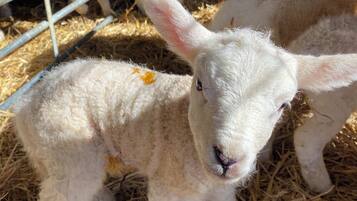 A lamb in a pen with hay on the ground.
