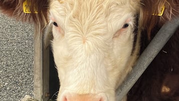 Una vaca con etiquetas amarillas en las orejas, de pie dentro de un granero con una puerta de metal.