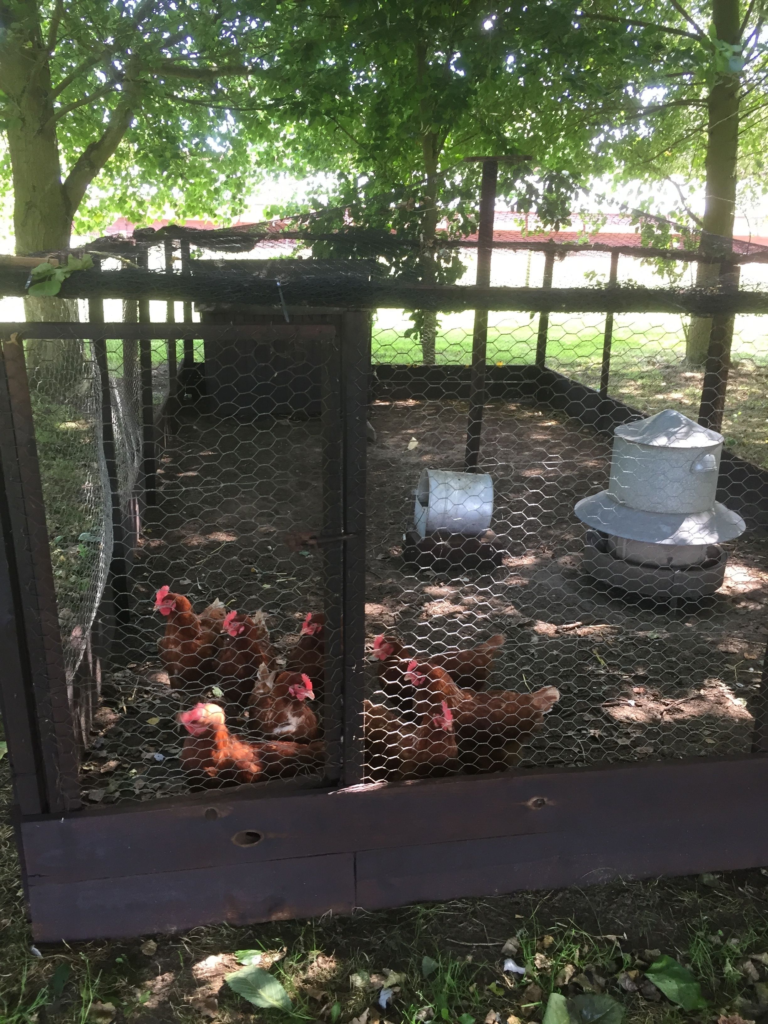 Un gallinero con malla de alambre, estructura de madera y comedero metálico.