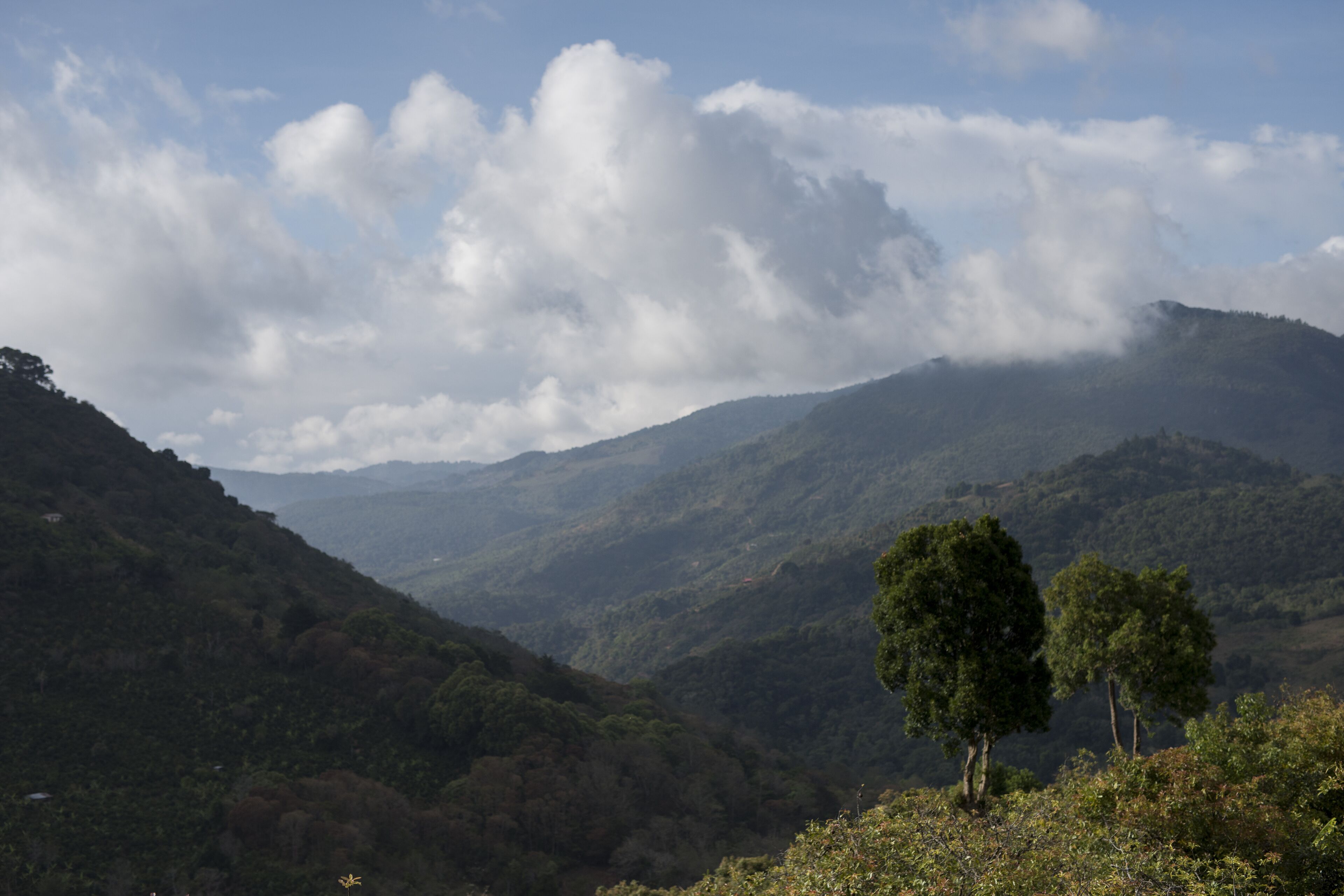 Un paysage montagneux, caractérisé par une végétation luxuriante et un arbre imposant au premier plan.