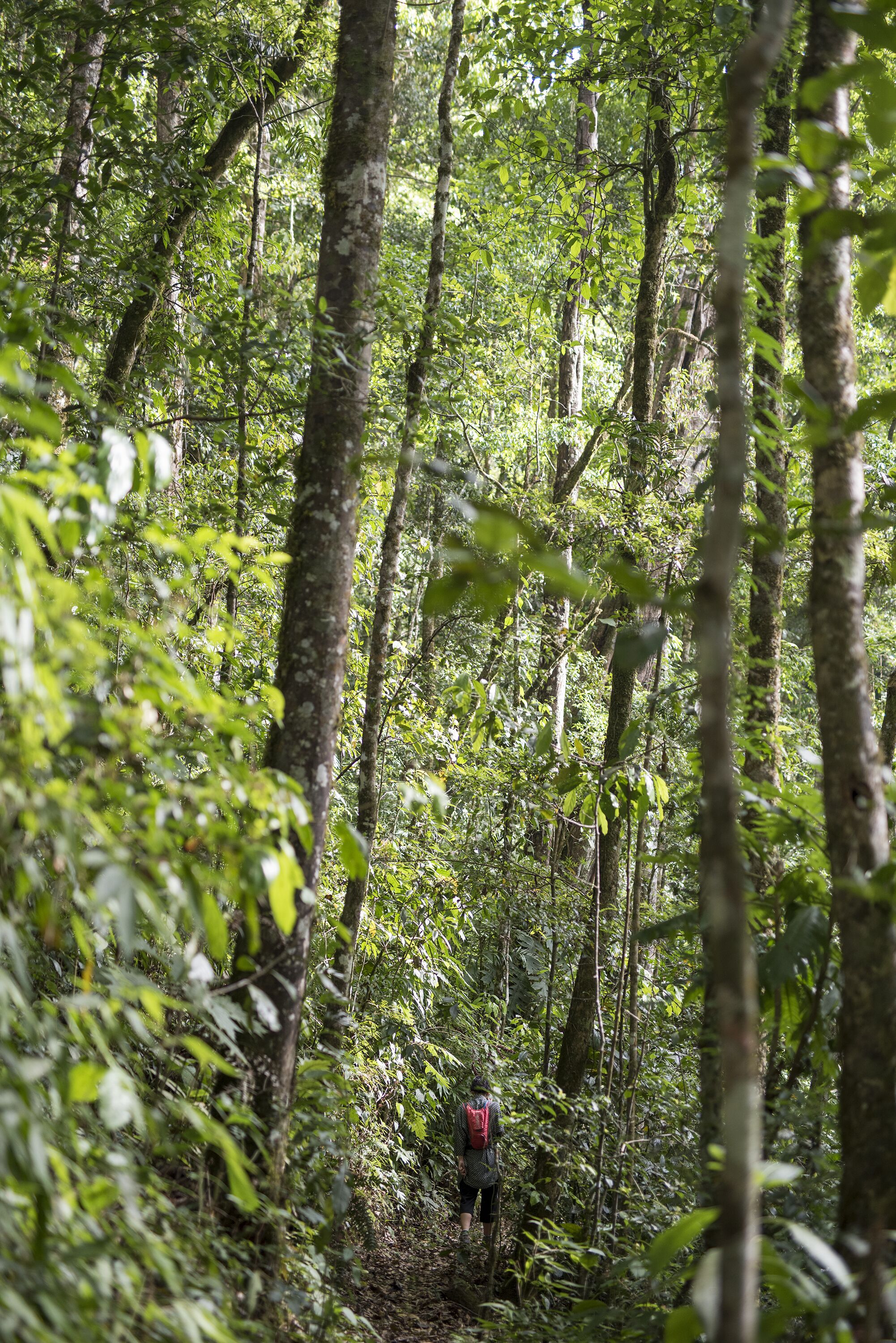 A forested area with dense trees and a person with a red backpack walking through.