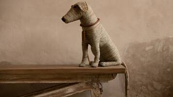A dog sitting on a wooden bench against a plain wall.
