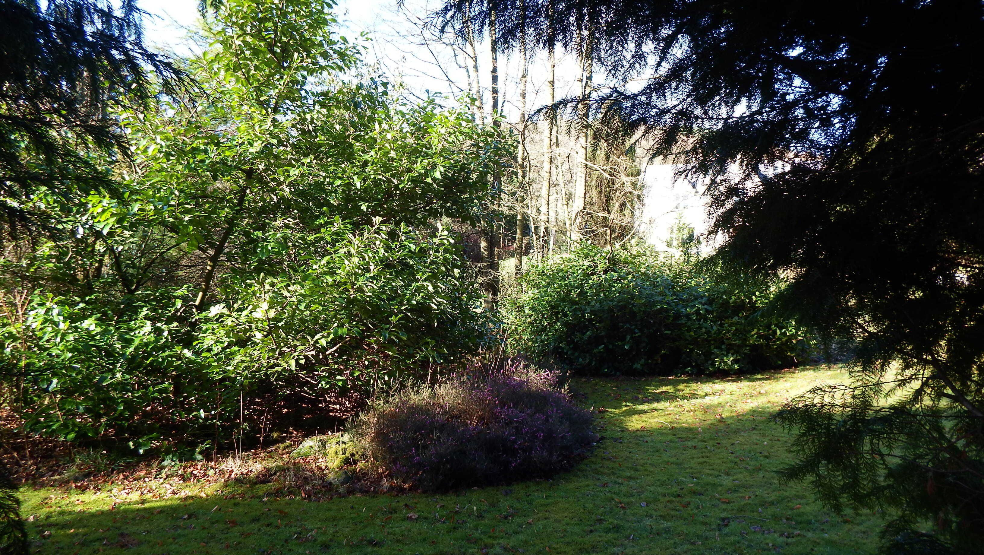 A lush garden with dense foliage and a variety of plants.