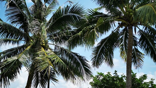 A tropical beach scene with palm trees, a stone bench, and a view of the ocean. - Tanjung Puteri Motel (Langkawi)