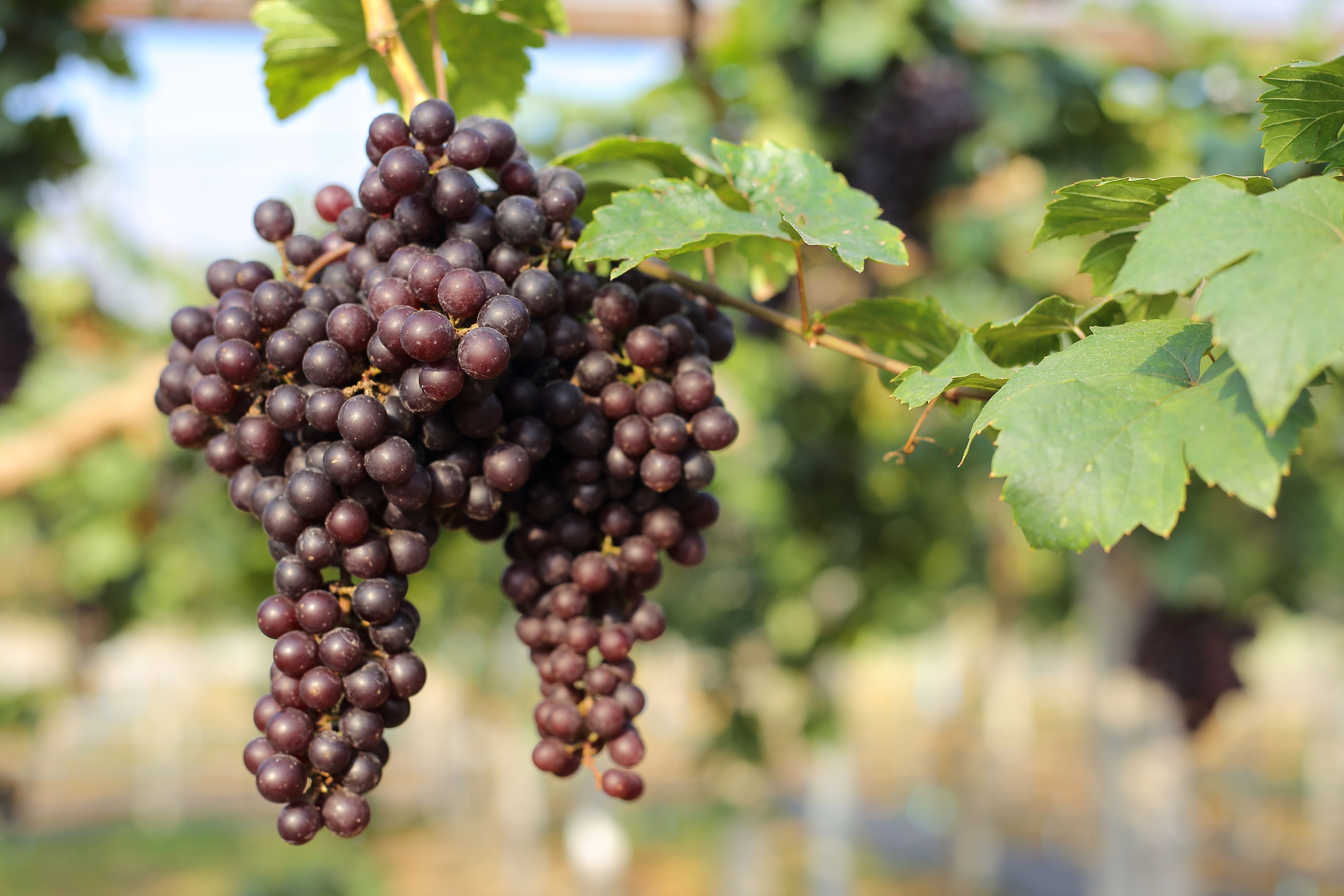 A cluster of dark purple grapes hanging from a vine with green leaves.