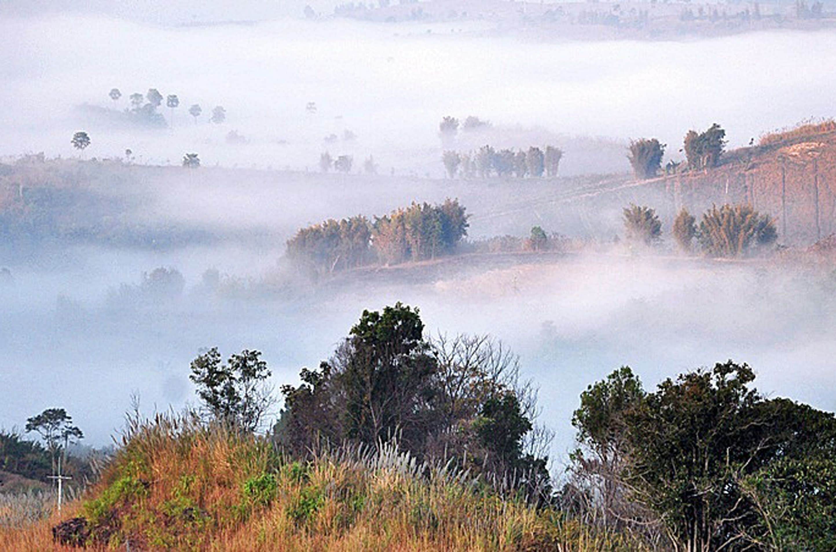 Paisatge brumós amb arbres i camps oberts.