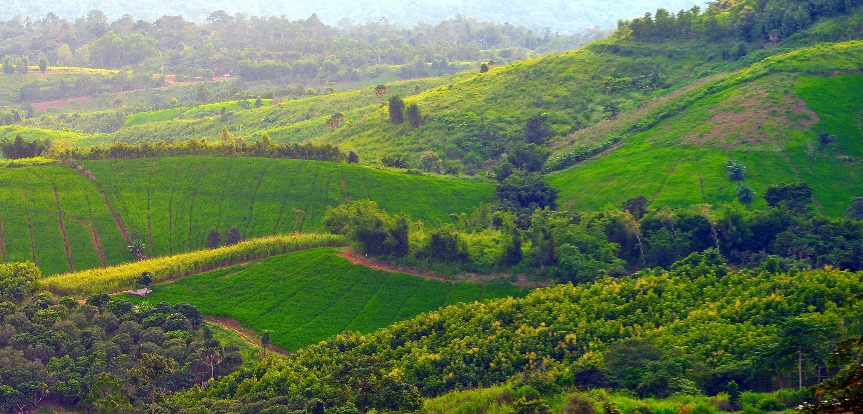 Un paisaje exuberante y verde con campos en terrazas y densas áreas de bosque.