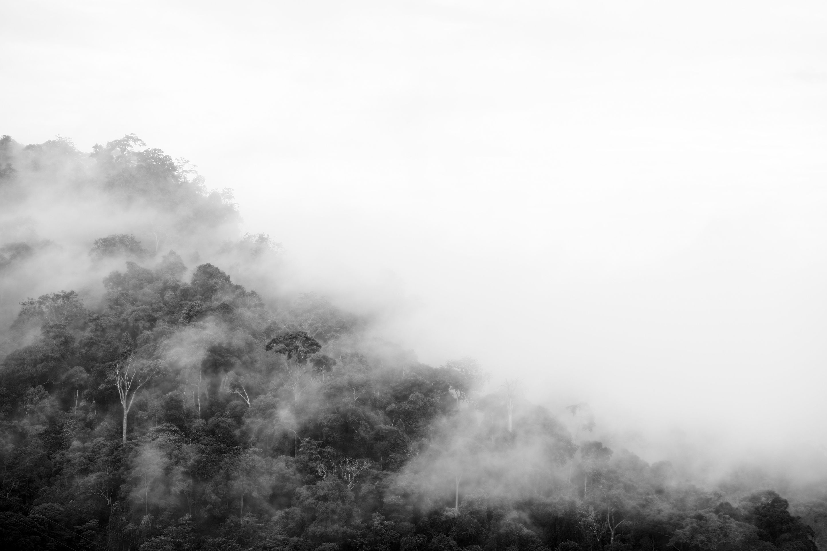 A dense forest with mist enveloping the trees.