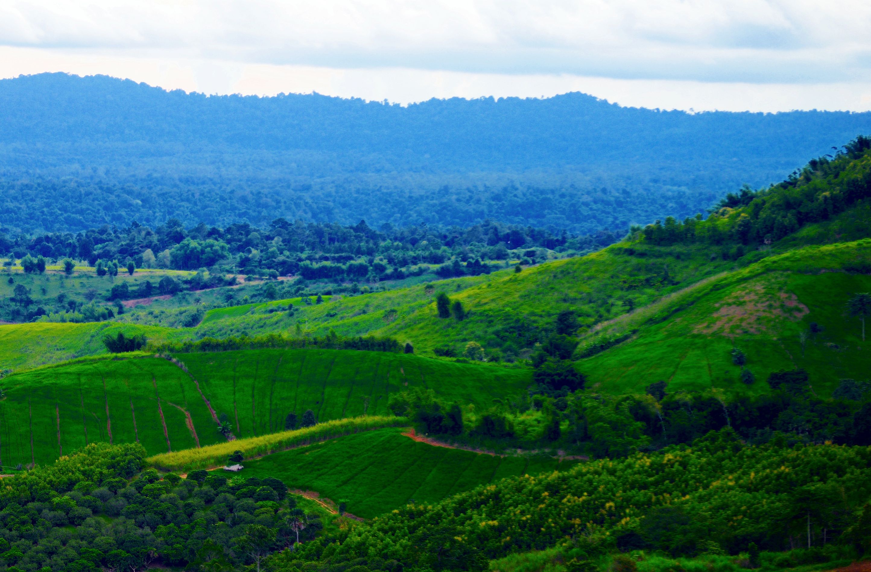 A lush green landscape with terraced fields and dense forested hills in the background.