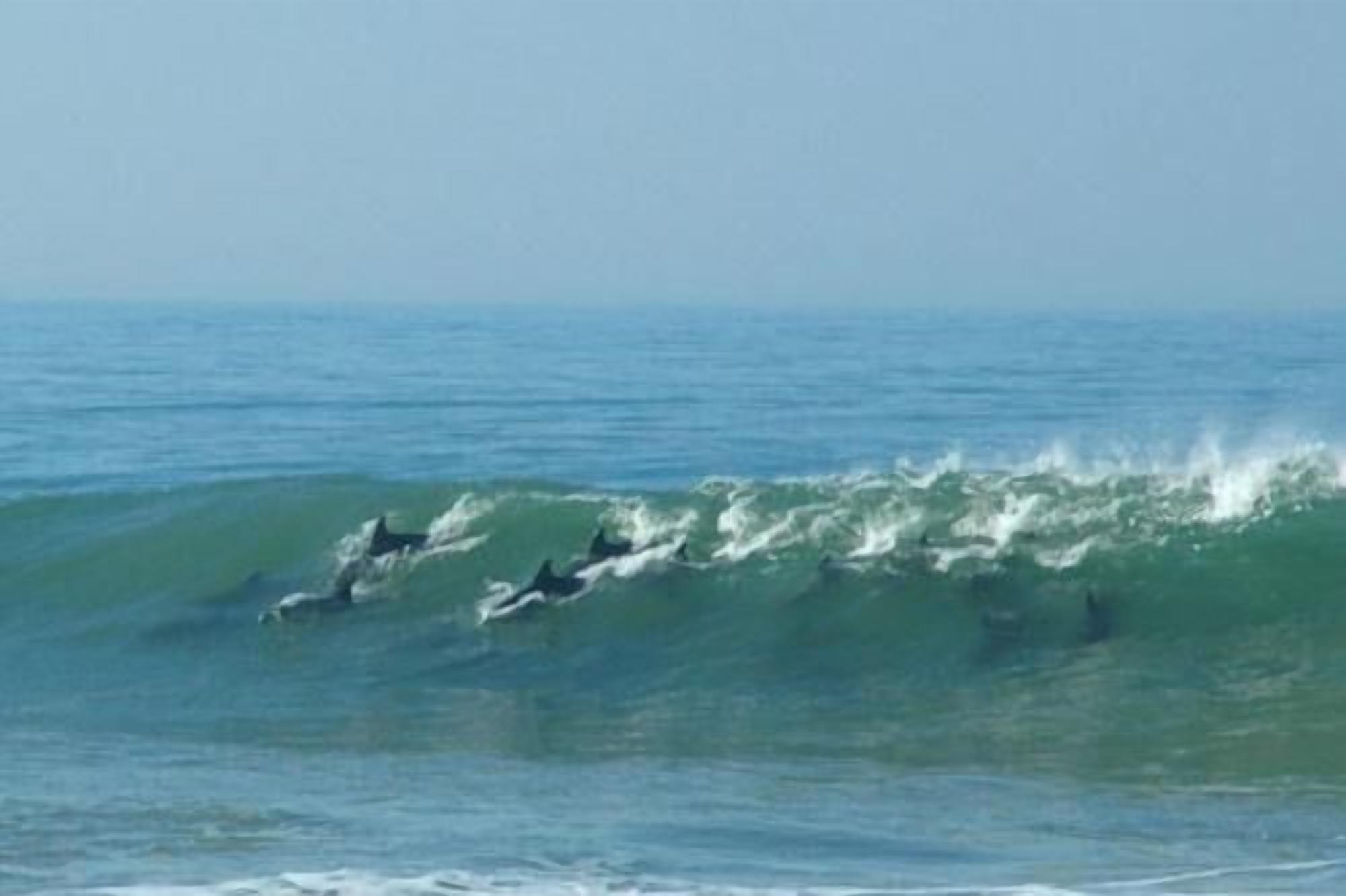 Perto da praia, guarda-sóis 