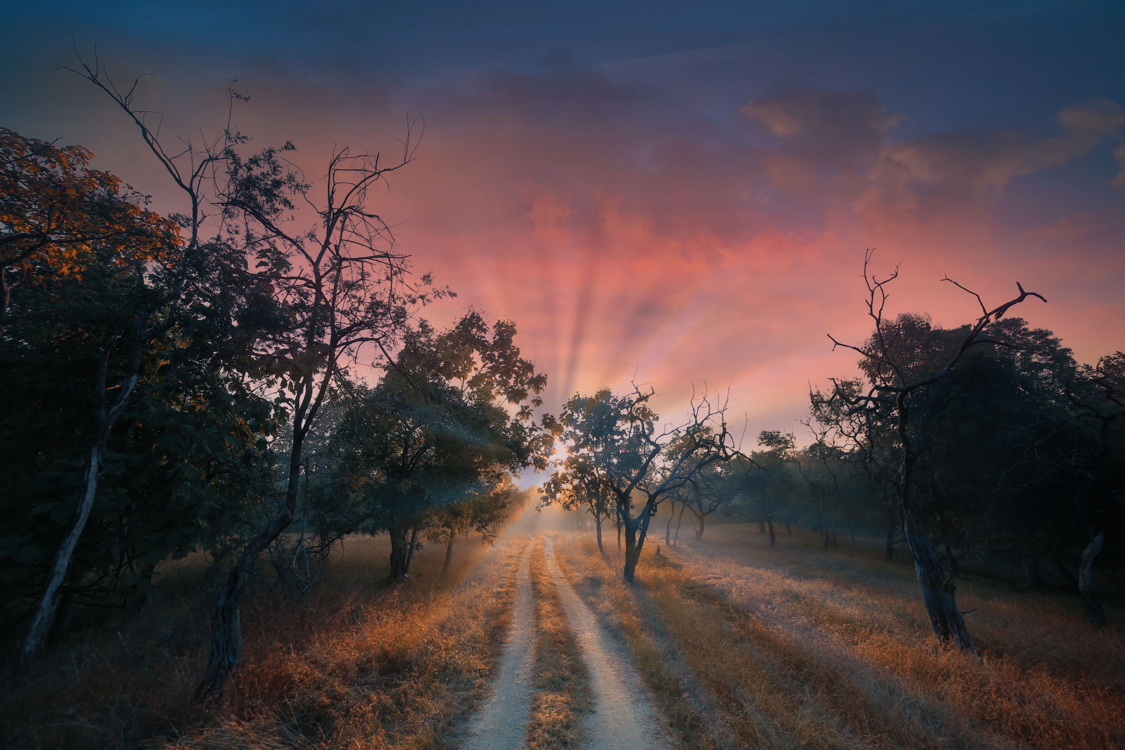A rural dirt road flanked by trees under a sunset sky.