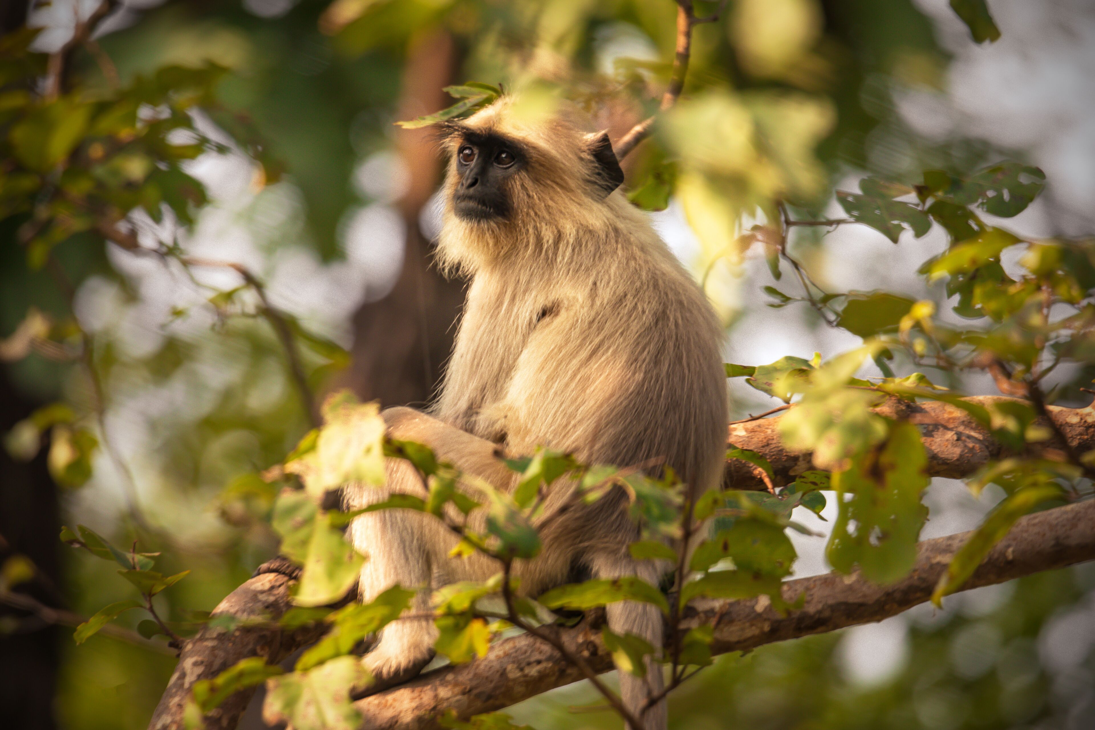 A person sitting on a tree branch surrounded by green foliage.