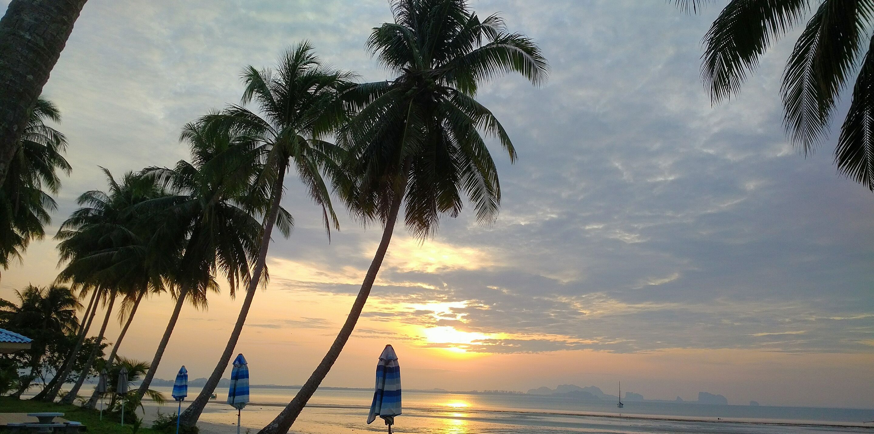 A beach scene with palm trees and umbrellas, a sunset, and a distant view of the sea.