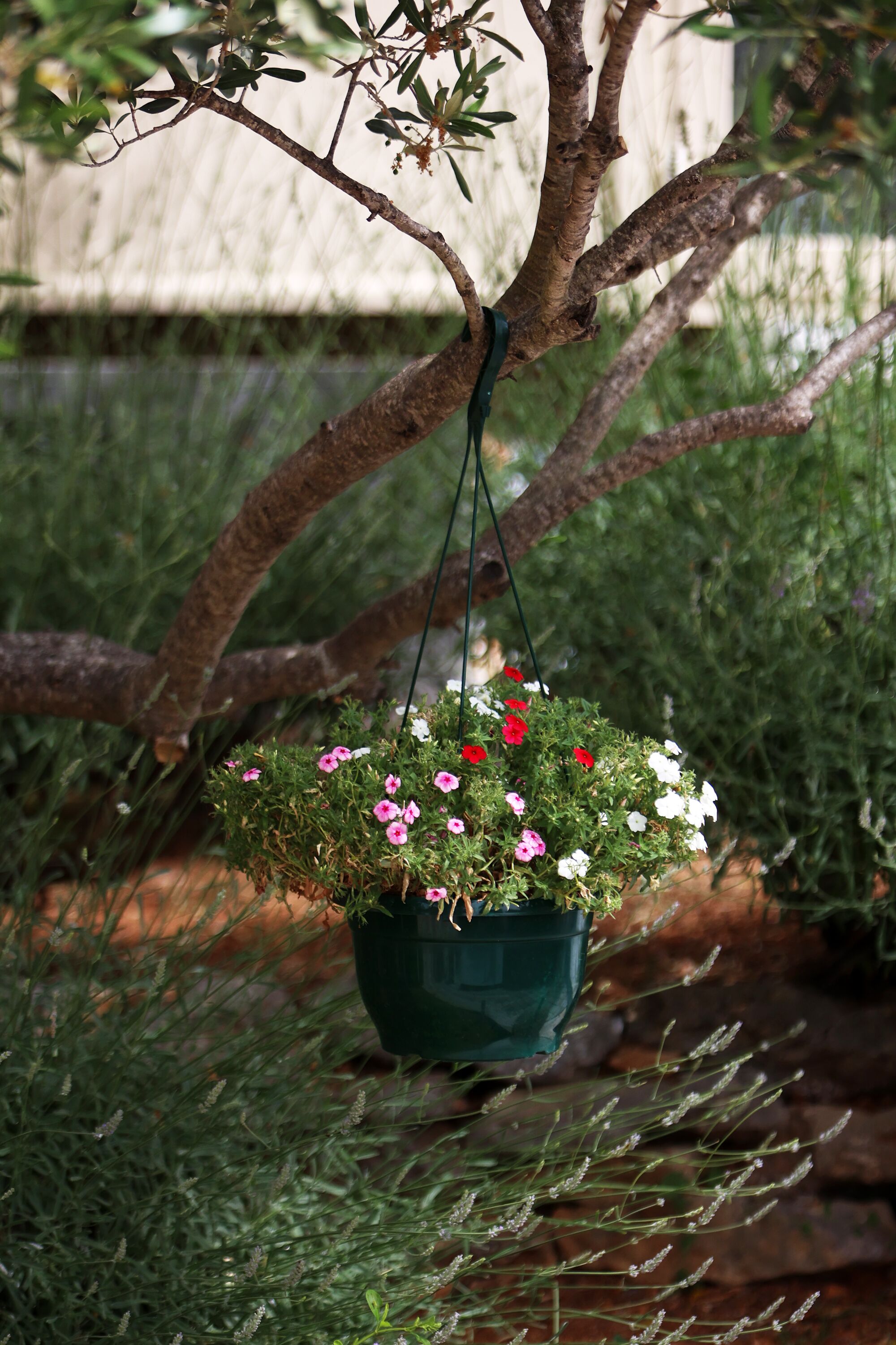 Ein hängender Blumentopf mit rosa und weißen Blüten, der an einem Ast hängt.