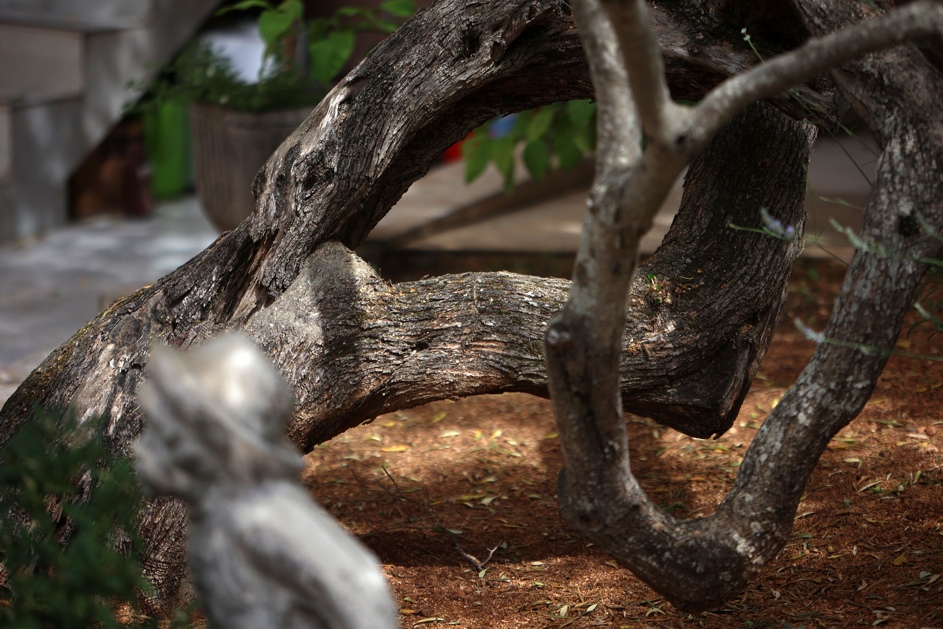 A close-up of a tree branch with a natural, rugged texture.