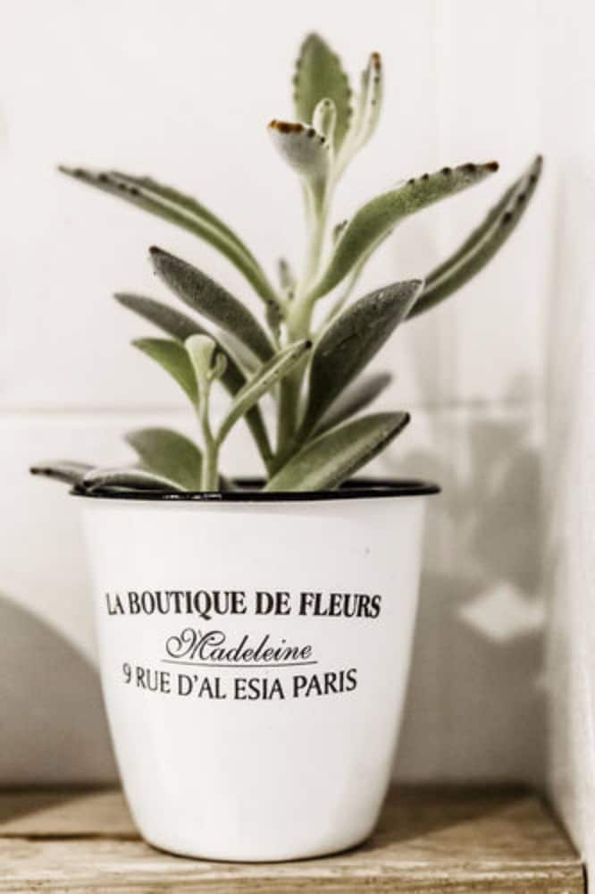 Hotel Cervetta 5 by null