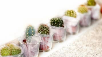 Une rangée de petits cactus en pot, disposés sur une étagère.