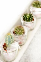Una hilera de pequeños cactus en macetas sobre una superficie blanca.