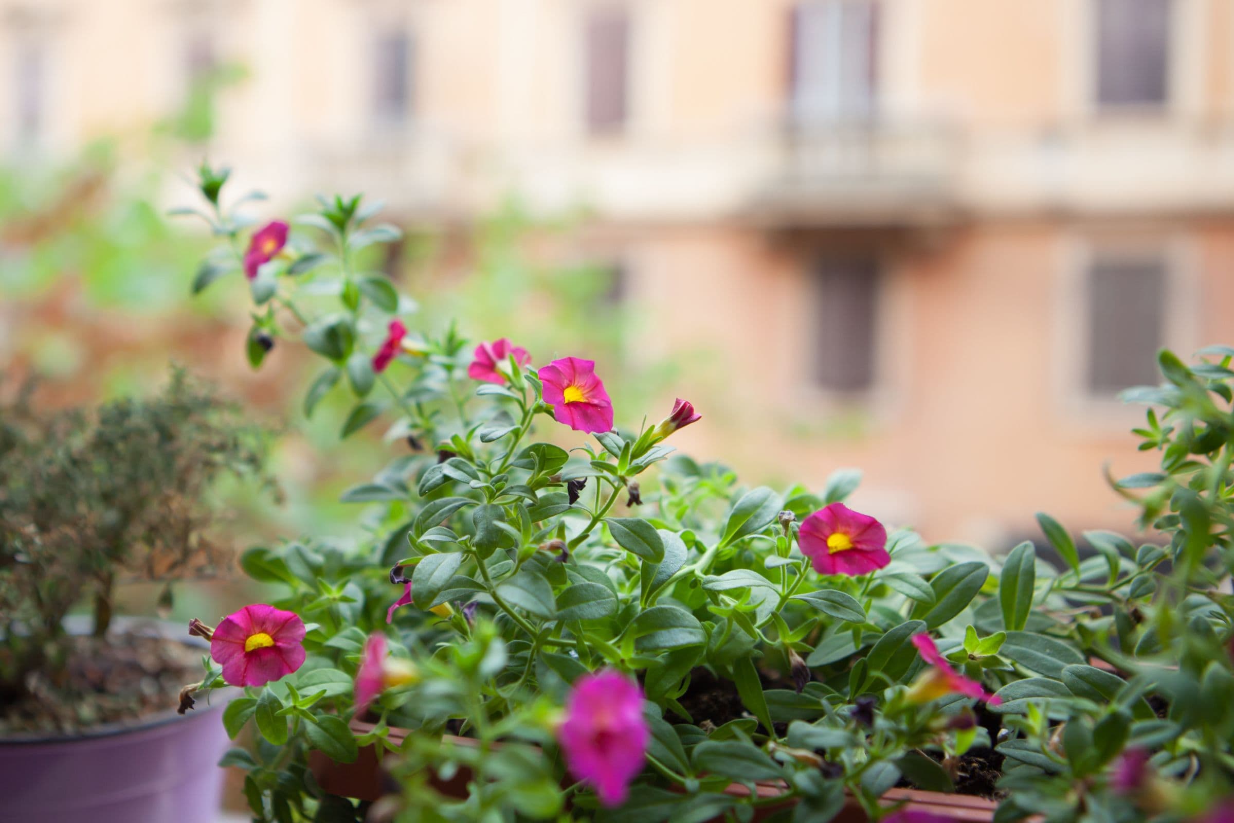 Foto - B&B Vatican's Keys