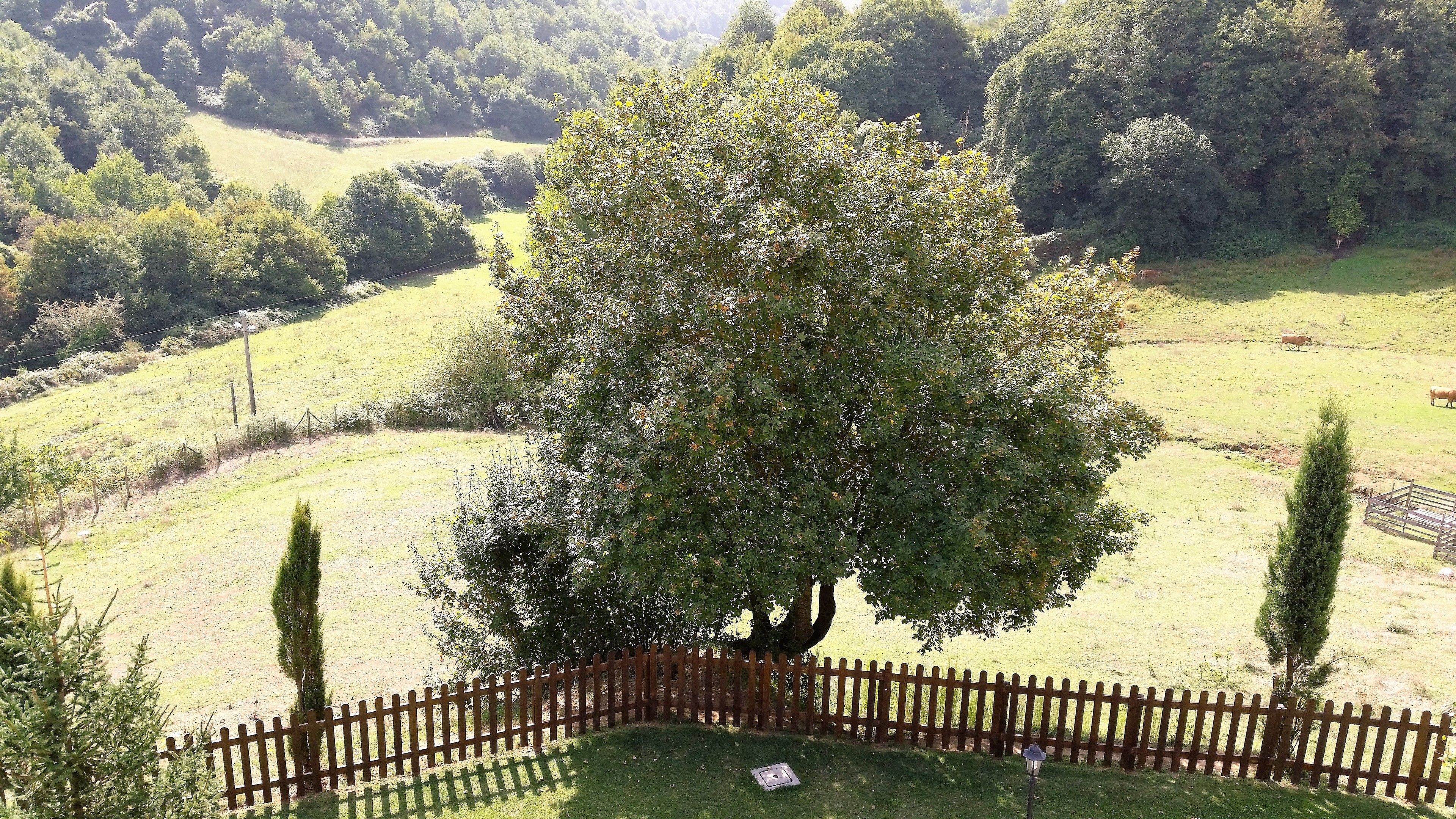 Ein von einer Hecke umschlossener Bereich mit einem großen Baum in der Mitte, umgeben von einer Wiese und einer hügeligen Landschaft im Hintergrund.
