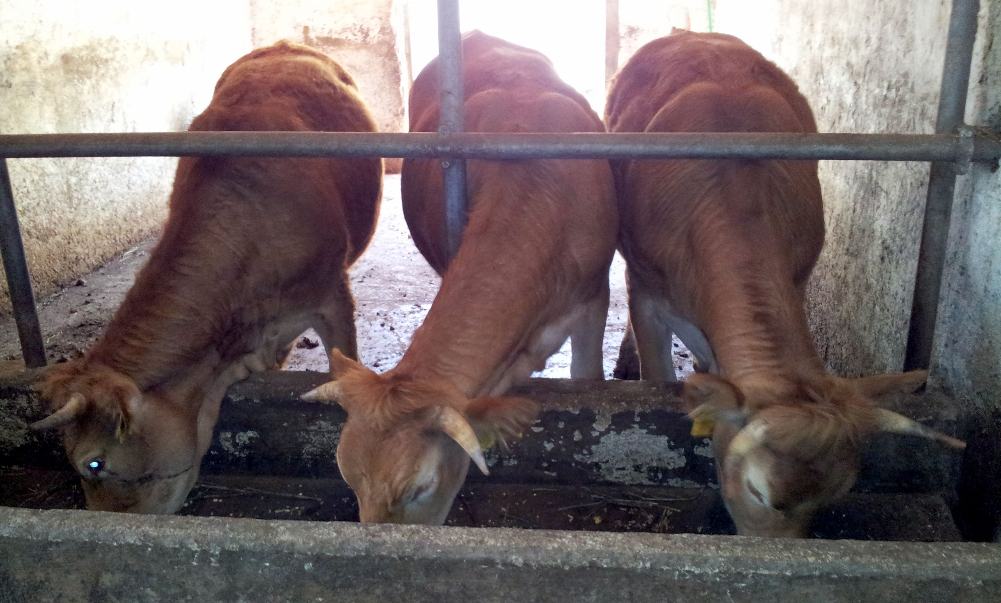 Tres vacas comiendo de un comedero dentro de un granero.