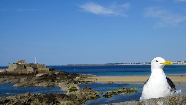 A seagull on a rocky shore with a clear blue sky and a distant view of a coastal building.