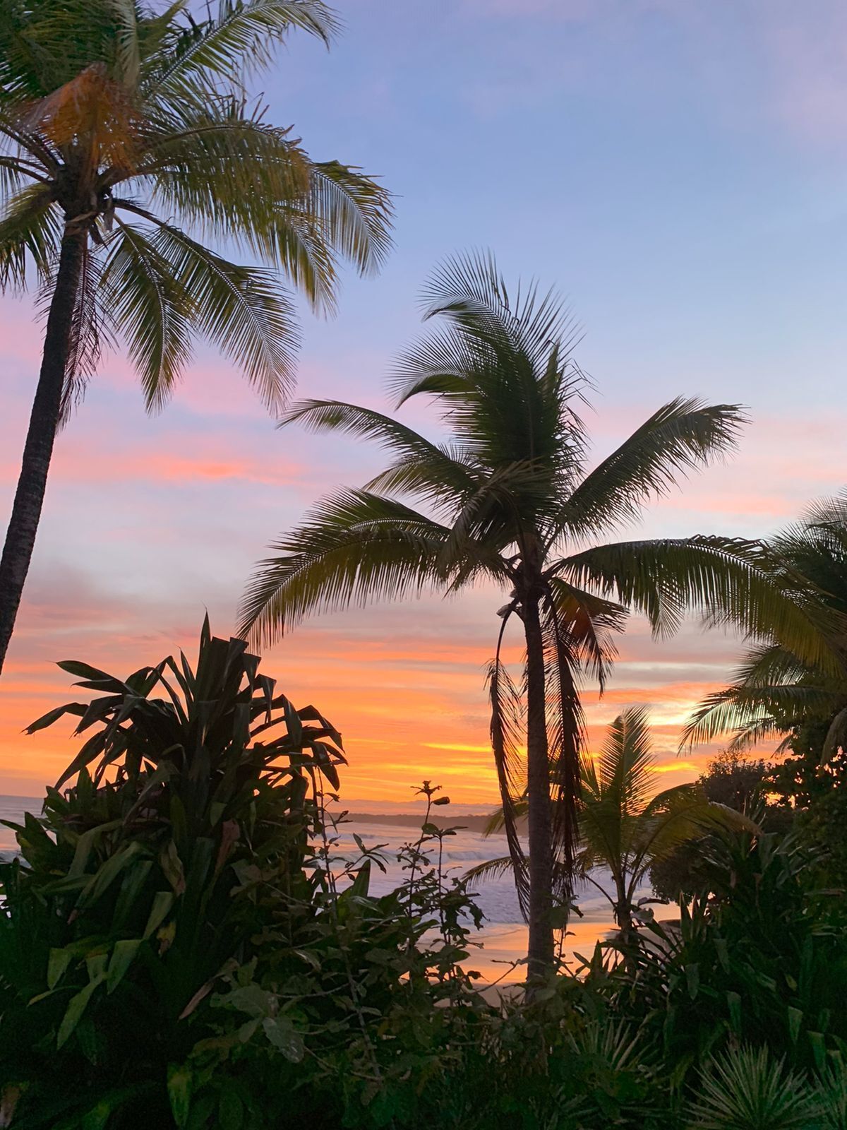 A sunset view with palm trees and a body of water.