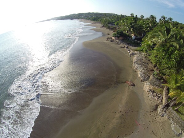 A beach with a sandy shore and palm trees.