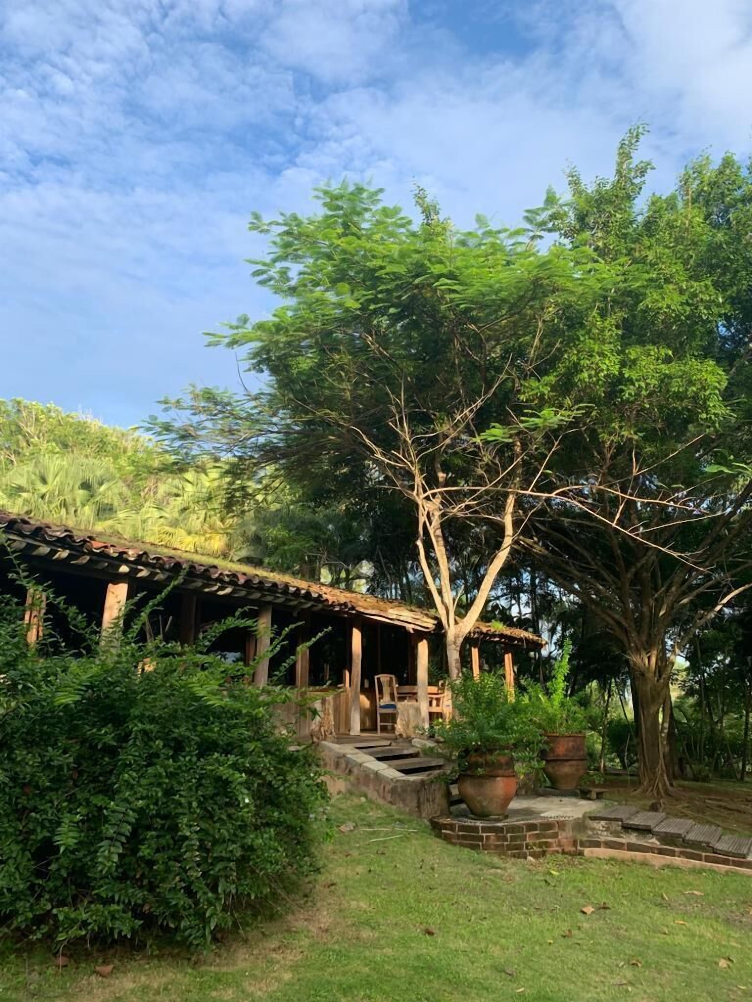 Une construction rustique en bois, dotée d’un toit de chaume, entourée d’une végétation luxuriante et d’un grand arbre.