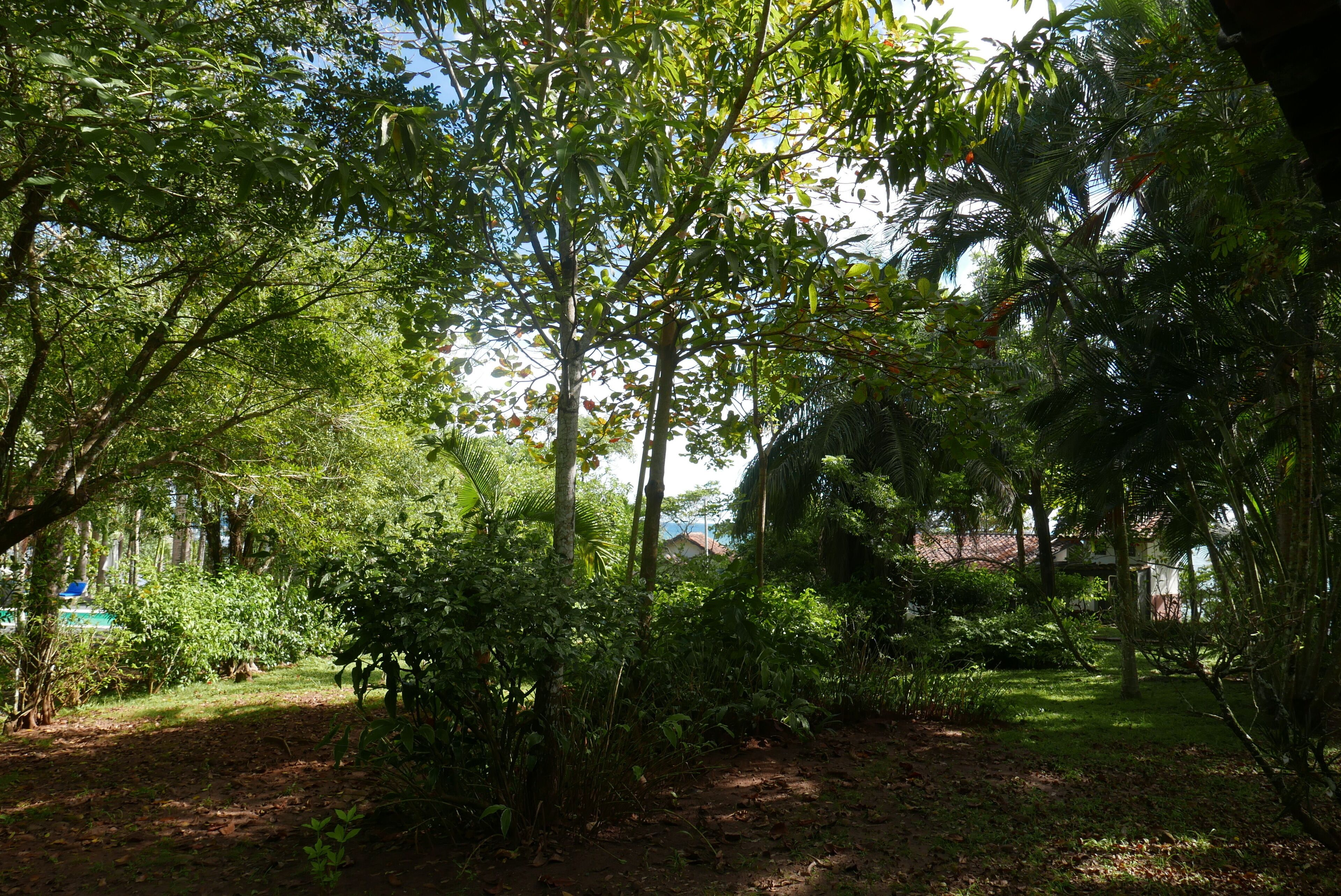Ein üppiger Garten mit dichter Vegetation und einem Feldweg.