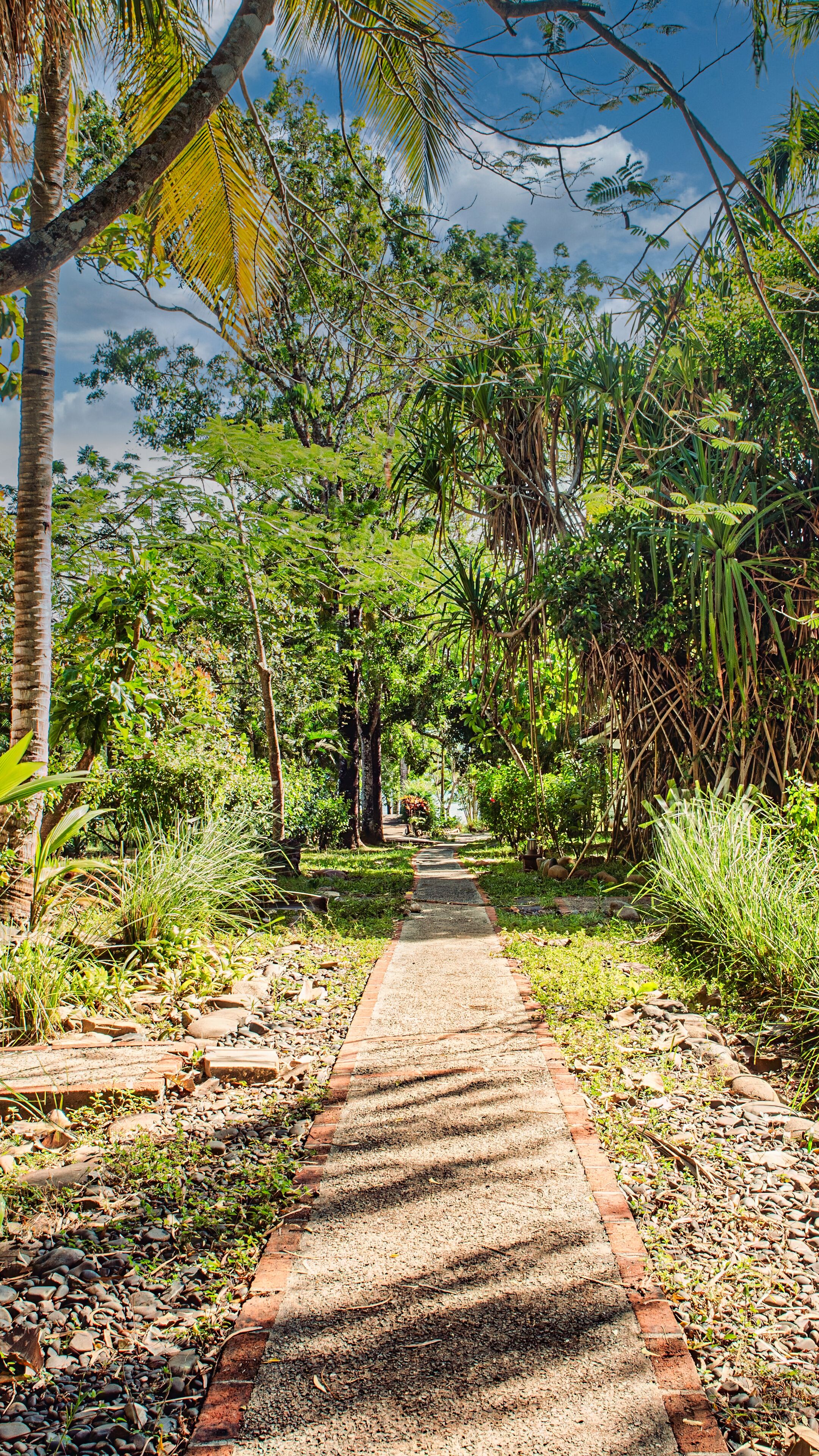 A pathway through a lush garden with various plants and trees.