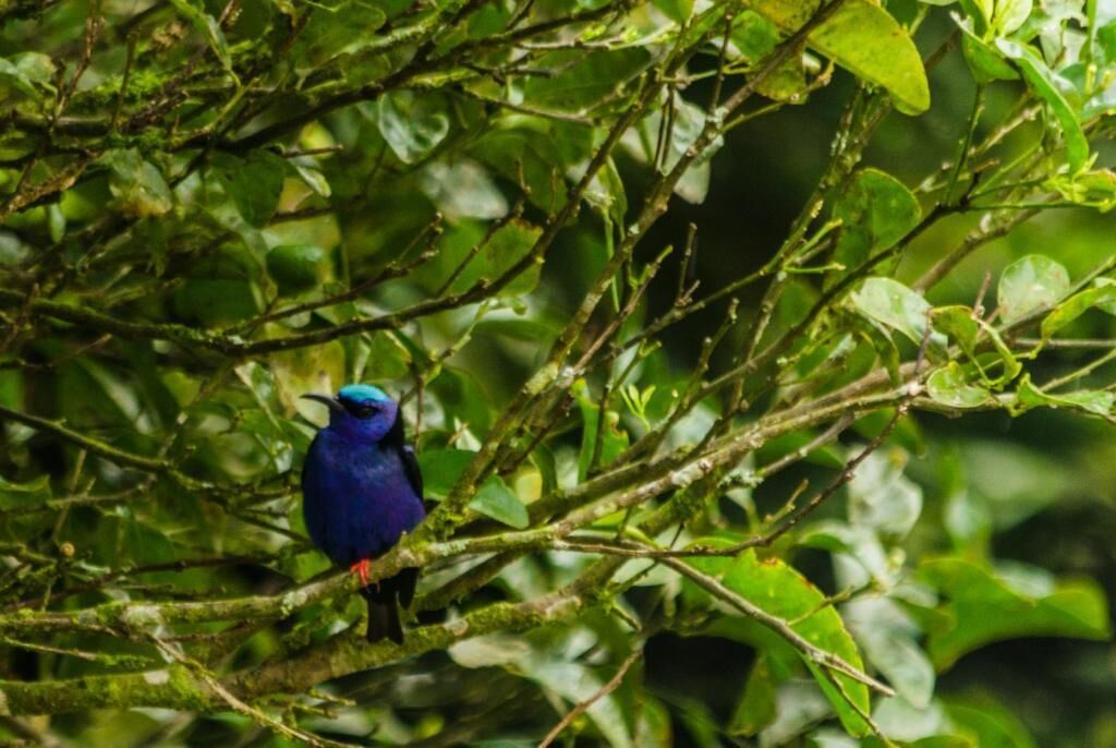 A bird perched on a branch.