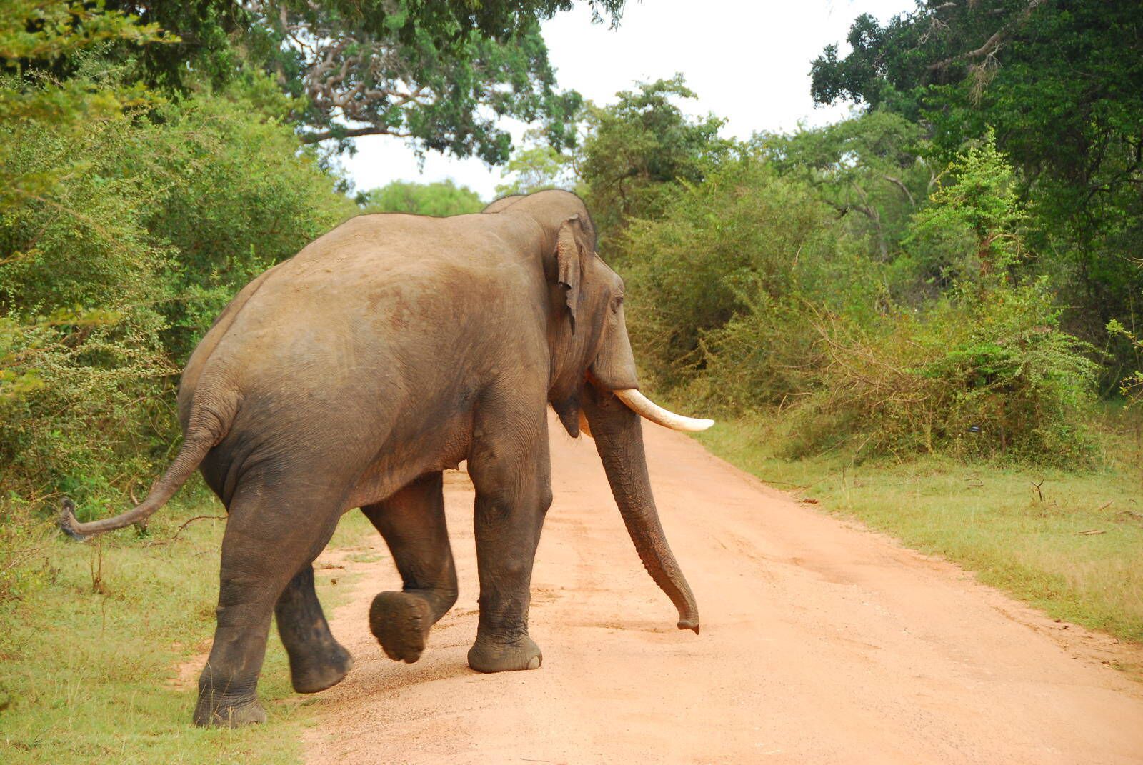 Un elefante caminando por un camino de tierra rodeado de vegetación.