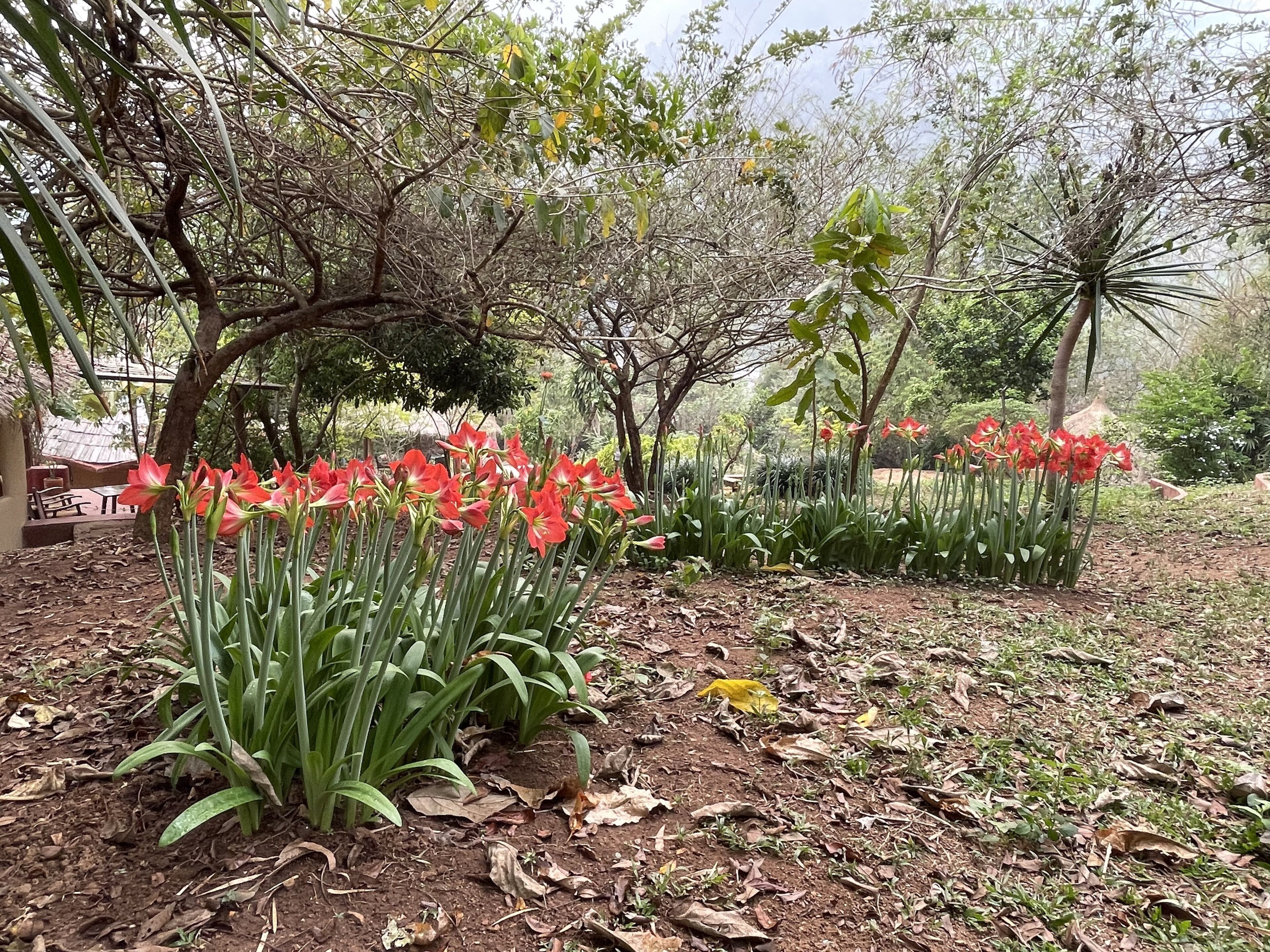 A garden with red flowers and green foliage.