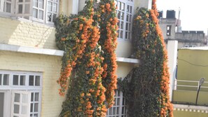 A building with multiple balconies, some covered with ivy and orange flowers. - Festoon Hotel (Kathmandu)