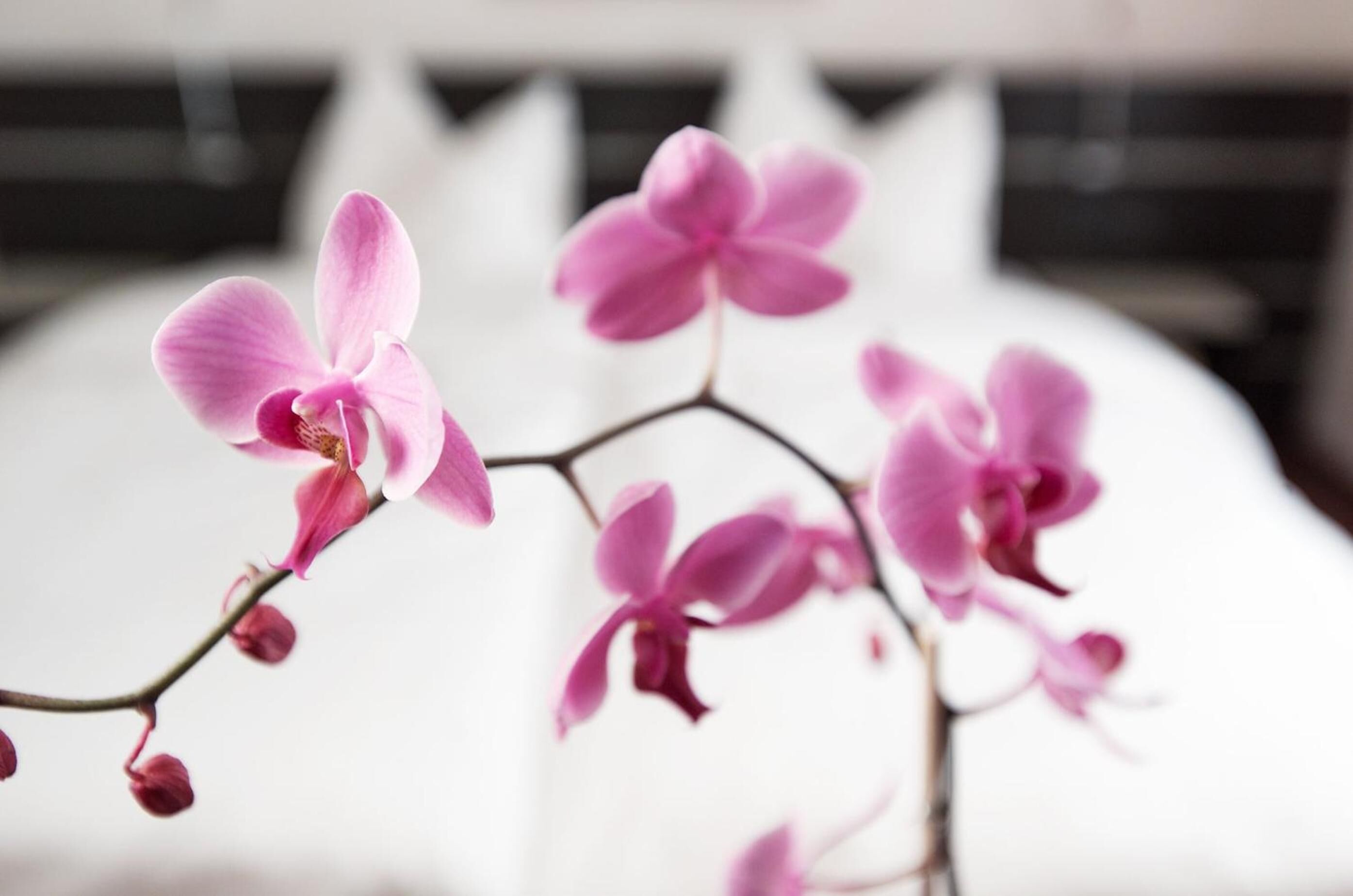 A close-up of pink orchids with a blurred background.